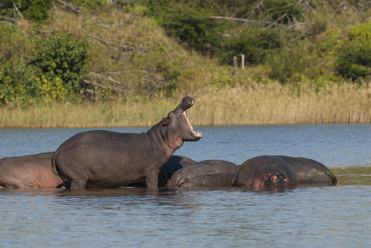 HIPPOPOTAMUS AMPHIBIUS, South Africa