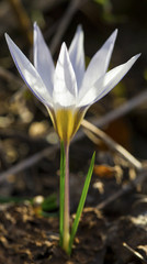 Beautiful white crocus flower closeup