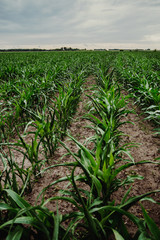 Field of young corn