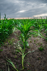 Field of young corn