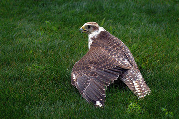 Hawk covers his prey