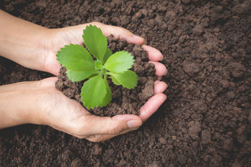 Human hands holding green small plant life concept.Ecology concept.