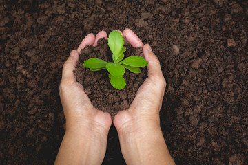 Human hands holding green small plant life concept.Ecology concept.