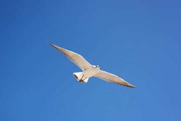 Bird fly on blue sky. sky background. Gorgeous Flight  bird with Blue sky. Seagull hovers on deep blue air.  Flying gull chick.