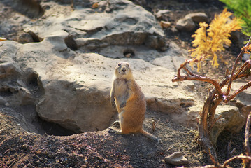 prairie dog rodent. Animal wildlife nature photo