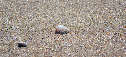 seashell on sand beach