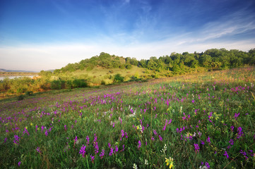 spring green hills . Composition of nature