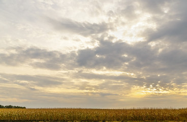 Fototapeta premium Sunset through the clouds over the field.