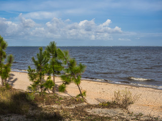 Fototapeta na wymiar pine trees at beach