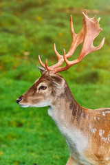 Portrait of Deer