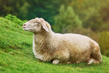 Fototapeta premium Sheep on the Grass