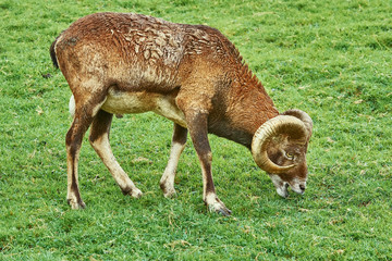 Ram on the Grass