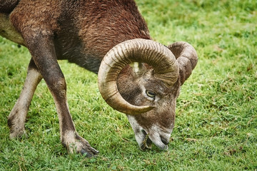 Ram on the Grass