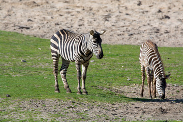 Fototapeta na wymiar Zebras, horse family animal, lives in grasslands, savannas, woodlands, thorny scrublands, mountains, and coastal hills