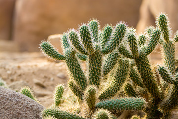 Cactussen in North America desert
