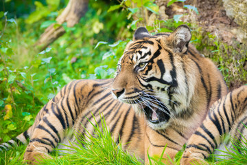 Fototapeta na wymiar Tiger (Panthera tigris) is the largest cat species, most recognizable for their pattern of dark vertical stripes on reddish-orange fur with a lighter underside.