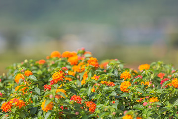beautiful colorful flower in nature background