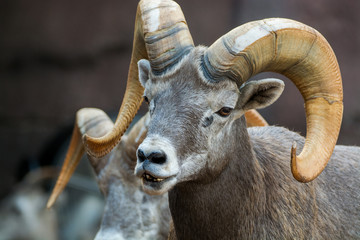 Mountain animals - bighorn sheep