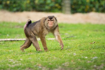 Golden bellied mangabey monkey in the zoo