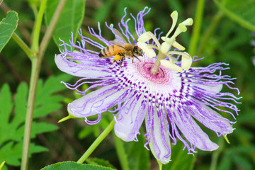 Honey bee on passion flower