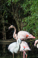 Pink flamingo birds on green grass