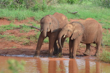éléphanteaux rouges buvant dans une rivière du Parc de Tsavo Est, Kenya