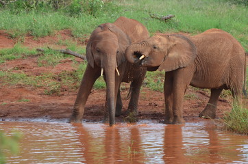 éléphanteaux rouges buvant dans une rivière du Parc de Tsavo Est, Kenya