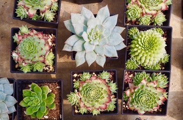 mix of colorful bright and freshness succulents rose collection in small pots on concrete background in pretty and minimal style