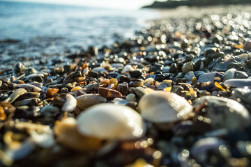 Sea, forest, Sunset, fruits, evening, nature