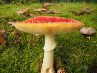 Großer roter saftiger Fliegenpilz Nahaufnahme