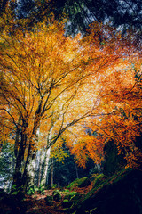 faggi e betulle in autunno