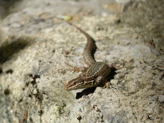 lezard des murailles 2