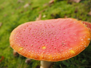 Großer roter saftiger Fliegenpilz Nahaufnahme