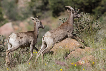 Colorado Rocky Mountain Bighorn Sheep