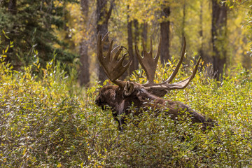 Bull Shiras Moose in Fall
