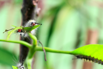 catapillar is crawling mango leaf.