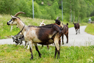 Goats pasture, free in the meadow