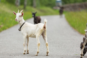 Obraz premium Goats pasture, free in the meadow