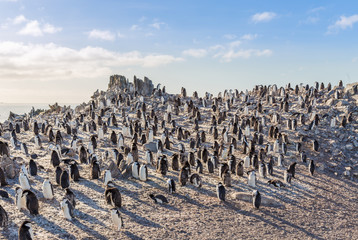 Fototapeta premium Hundreds of chinstrap penguins gathered on the rocks and enjoying the sun, Half Moon Island, Antarctic