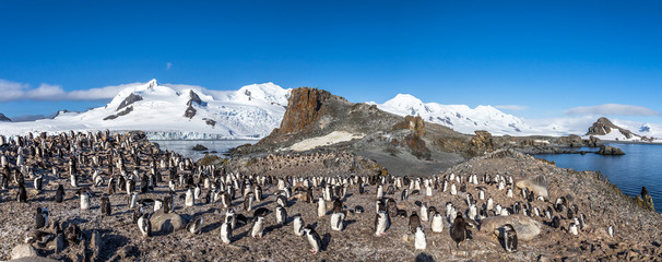 Naklejka premium Antarctic panorama with hundreds of chinstrap penguins crowded on the rocks with snow mountains in the background, Half Moon Island, Antarctica