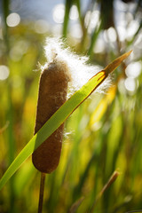 Seeding Cattail by Pond