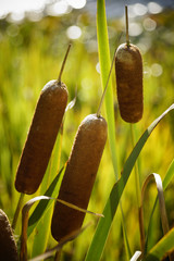 Three Cattails By Pond 
