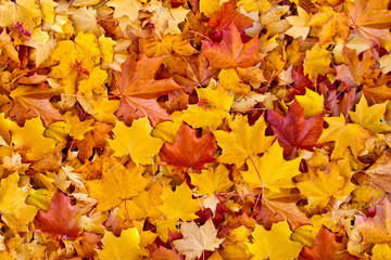Fototapeta na wymiar Colourful autumn leaf. Autumn background 