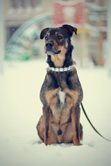Purebred dog sits on snow.
