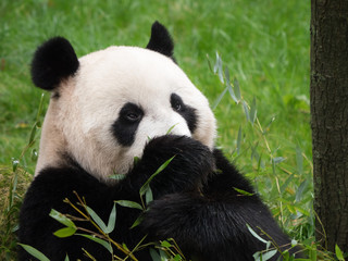 Fototapeta na wymiar Giant panda bear eating