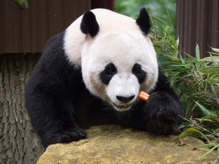 Obraz premium Giant panda bear eating