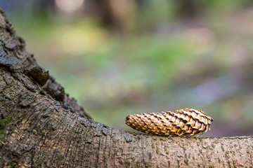 Close-up of pine tree cone with colorful blurred background. New Year and Christmas concept.