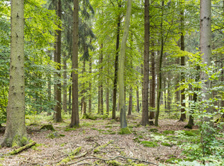 idyllic forest scenery