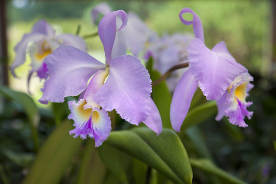 Fototapeta Orchidee, Cattleya