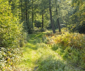 idyllic forest scenery